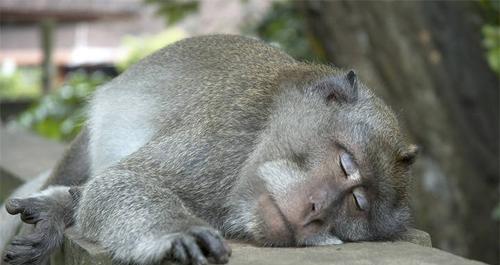 动物世界中的睡眠之谜（揭秘动物如何睡觉，为什么睡眠对它们如此重要？）