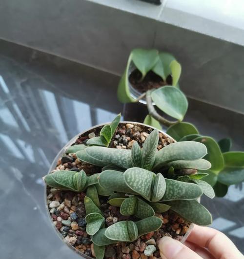 生命力的奇迹——探索生命的不息之道（探究生命的坚韧与适应力，解读生物奇迹的秘密）